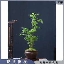 米竹鳳尾竹盆栽觀賞小竹子室內辦公室桌面植物吸甲醛水培綠植米竹