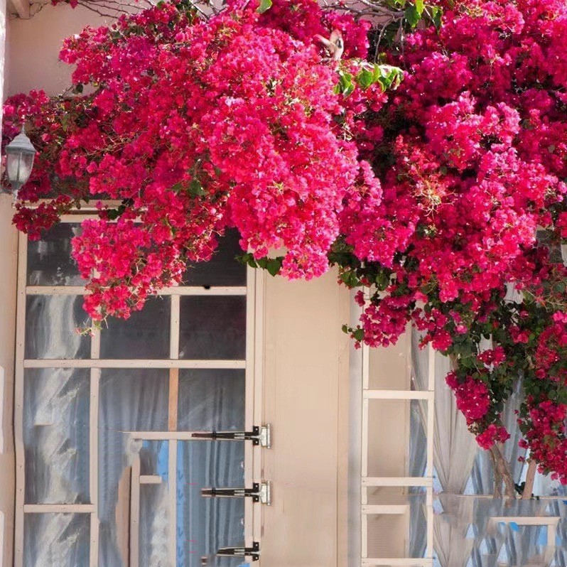 [Resistente al frío] Ciruela triangular cuatro estaciones flores al aire libre resistente al calor flores multicolores plantas de plantación verde