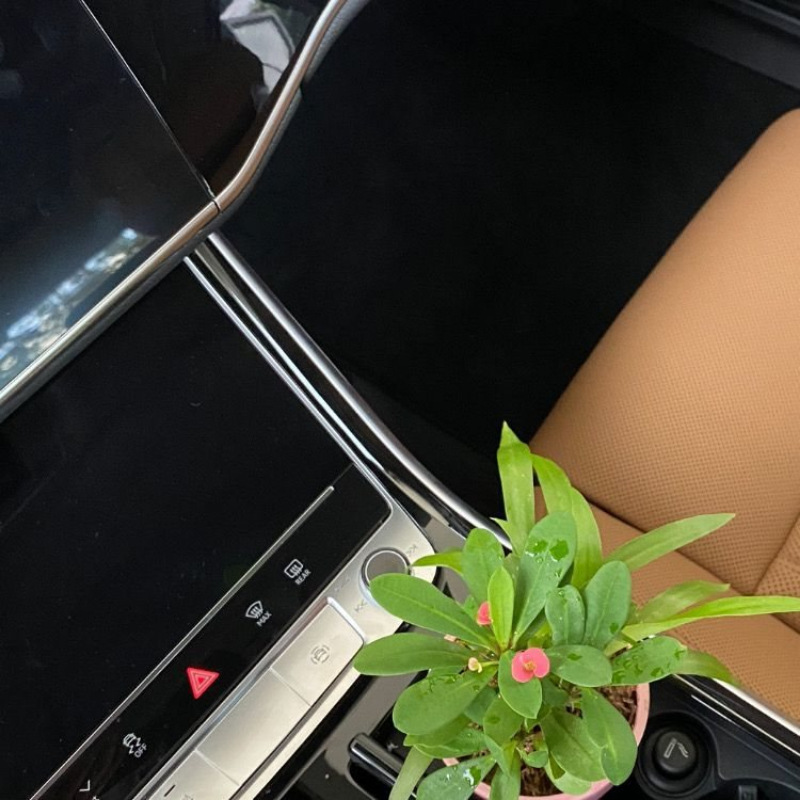 New Soil-Free Car Plants, Real Flowers and Real Plants That Purify the Air in the Car and Remove Formaldehyde and Carbon Dioxide New Soil-Free Car Plants, Real Flowers and Real Plants That Purify the Air in the Car and Remove Formaldehyde and Carbon Dioxide
