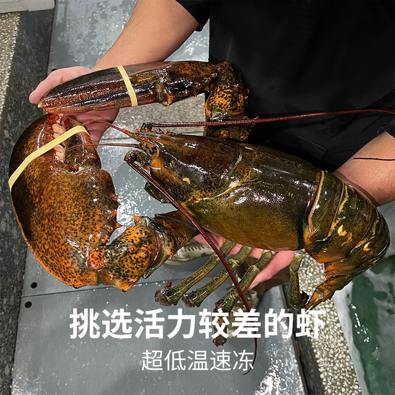 龙虾波士顿特龙海鲜水产鲜活冷冻波斯顿跨境批发工厂批发混批