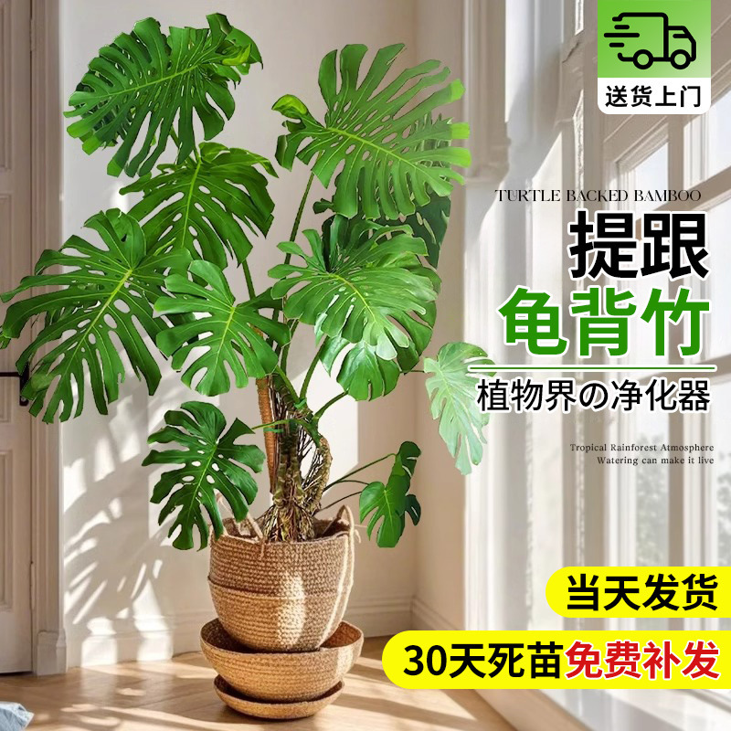 Monstera Old Stump Large Potted Plant with Exposed Roots, Large Leaf Indoor Plant for Living Room, Easy to Care for Giant Green Plant