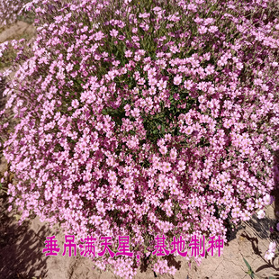 �����M���Ƿ�ɫ�޸��ͺ���ͥ�@ˇ�̨�Gֲ���Դ�����N�ײ��N