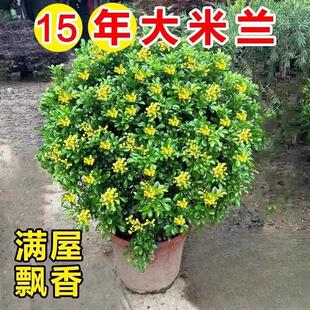 Perfume Milan Flower Seedlings Potted with Buds Indoor and Outdoor All Year Round Blooming Strong Fragrance Old Stump Flower Bonsai Mosquito Repellent Green Plants