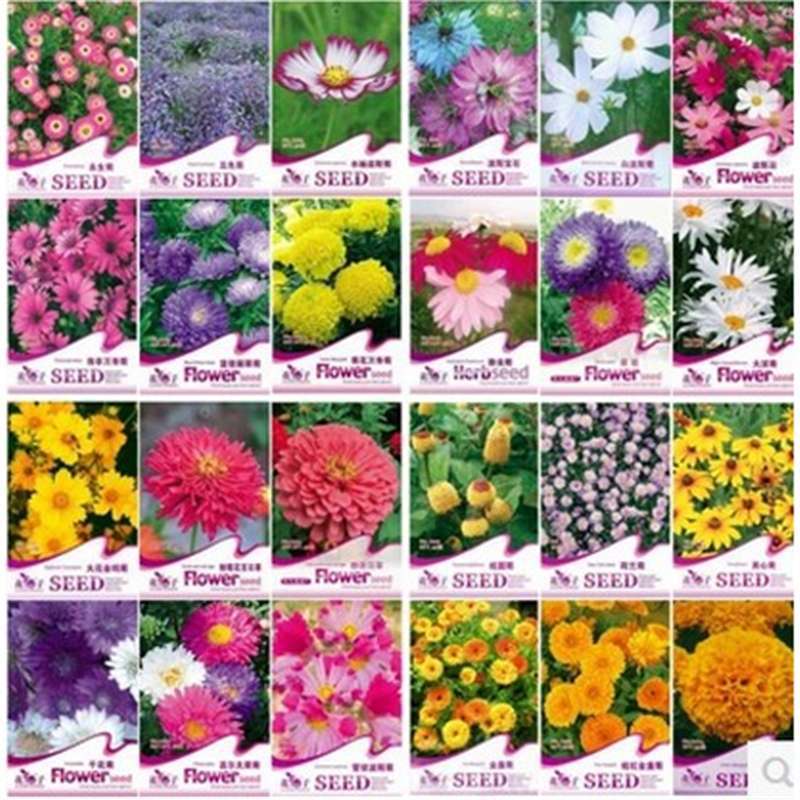 菊花种子 草花种子四季播种盆栽观花植物彩包花卉种子阳台庭院