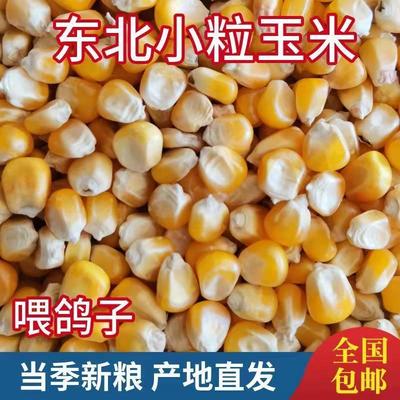 小粒玉米農家幹玉米粒喂鴿子小粒玉米鴿子糧食鳥食飼料5/10斤包郵