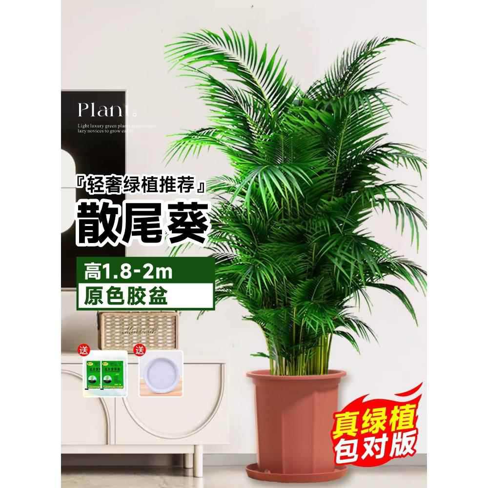 [Door to Door Delivery] 고품질 느슨한 꼬리 해바라기 1.8- 2.1m 그루★원래 고무 세면대 + 무료 트레이★【대야와 함께 배송됨】Yue Pets