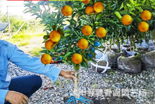 早熟青皮蜜桔苗橘子树苗树果苗南方种植盆栽庭院水果桔子树苗无籽