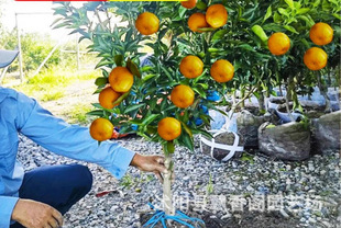 ������Ƥ�۽������Ә��������Ϸ��Nֲ����ͥԺˮ�����Ә���o��
