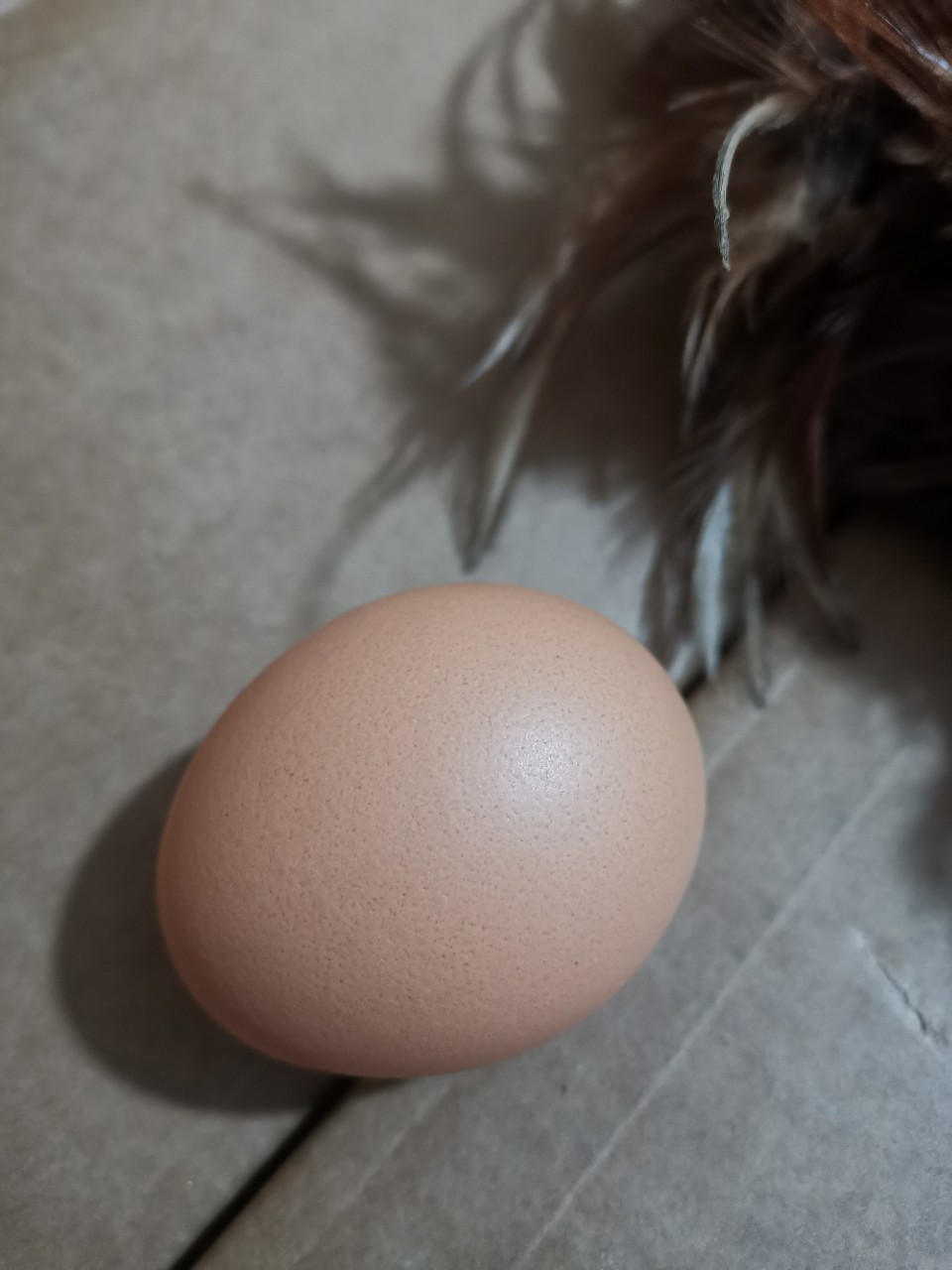贵州红壳鸡蛋360枚/箱毛重48斤土鸡蛋生态蛋绿壳蛋