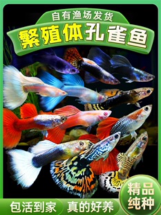 �Ꭷ�~С���^�p�~��ȸ�~�Pβ�~���~��Ʒ����ȫ�t����̥���~�׷�ֳ
