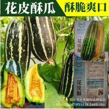 ��Ƥ�ֲ˹������չ��ҹ��չ������ѻ�Ƥ������Ӵ��ﲥ�������