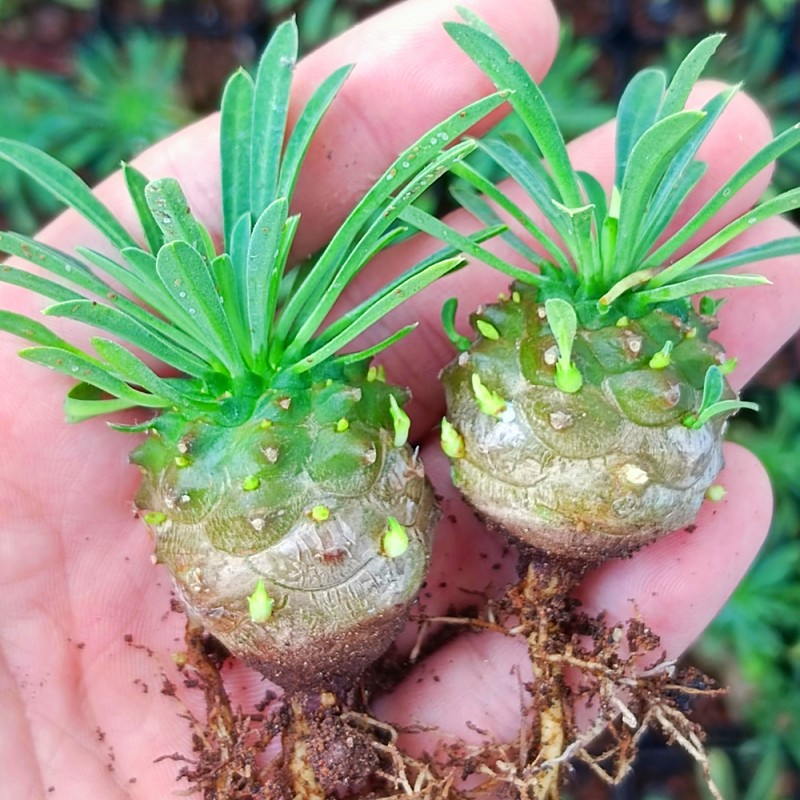 峨眉山多肉块根植物小菠萝盆栽铁甲麒麟大戟科室内办公室桌面绿植