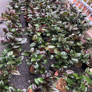 軨ƷNļʮˌWʿ൤ԪtQϼt¶t~ؐ