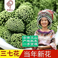 2026年三七花新花文山三七花2年3年4田七花茶农家云南文山田七花