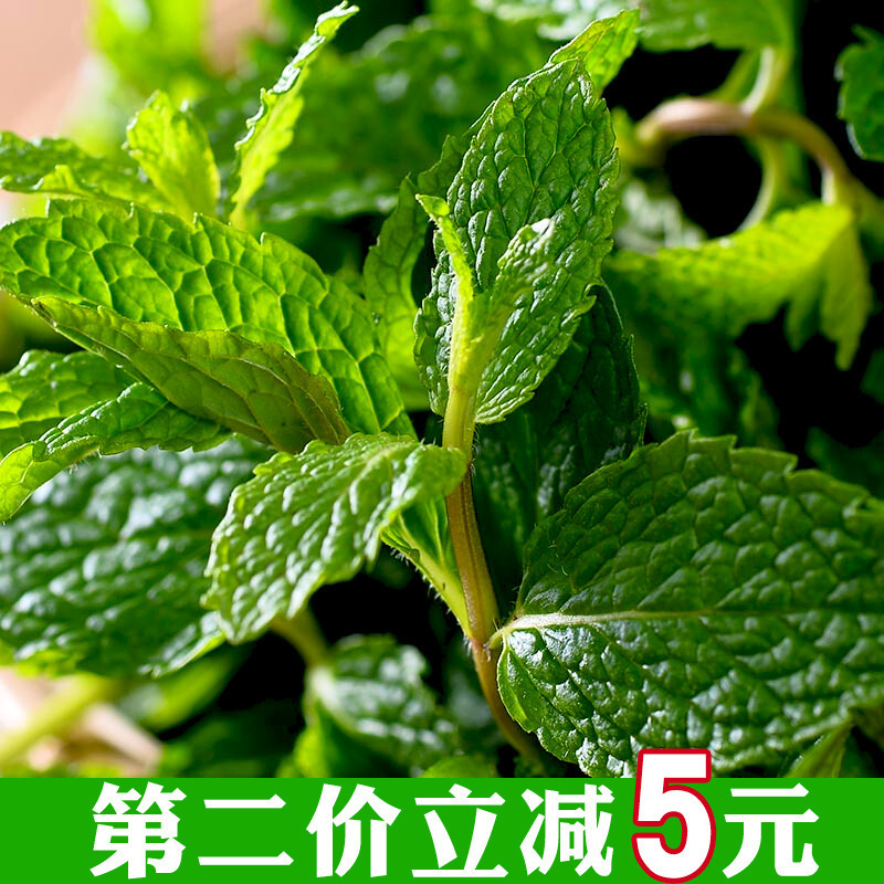薄荷叶新鲜食用泡水装饰烘焙调酒商用专用500g包邮鲜留兰香薄荷叶|undefined