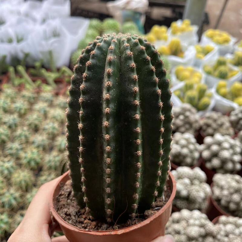 大仙人球コレクション、鉢植えの開花仙人掌、多肉植物、星兜瑞昌玉、玉龍鳳玉、玉翁|undefined