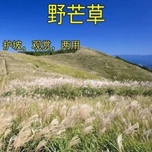 ������������Ұâ��������ֲҰ��ֲ�����ֲ��ѻ��²�