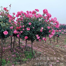 粉绯扇棒棒糖树状月季花树苗特大花玫瑰四季阳台庭院浓香树桩月季