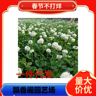 һ�����l�����~�ݷN�Ӽt���~�ݷN���M�����~�����ļ����ƺ�N�Ӻ�