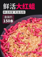 ���r��t���xē����~�D�t���x��̖���ʯ���R�ڰחl���a�~Ϫ��