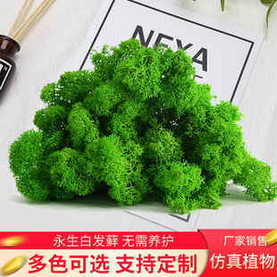 Immortal moss micro landscape_1688 buyer encyclopedia