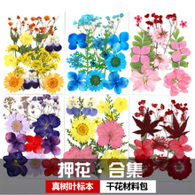 干花批发 压花小花田组合包 植物标本押花材料包优惠真树叶粘贴画