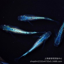 观背青鳉鱼白云金丝鱼冷水鱼不加温冷水观赏鱼好养耐活小观赏金鱼