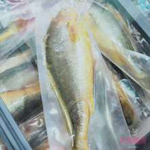 黄花君子兰 黄花君子兰品牌 图片 价格 黄花君子兰批发 阿里巴巴