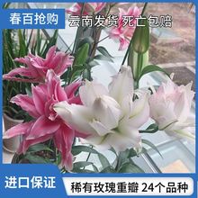 高端玫瑰重瓣百合 香水百合花种球盆栽多年生花卉 东百包对版包活