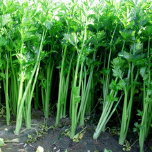 �ļ�С���۷N��С�۲˷N�����l�r�Ҳˈ@�߲˷N�ݏS��ֱ�Nԭ�b��Ʒ