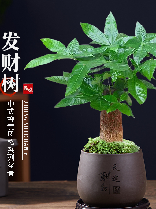 发财树小盆栽室内植物水培客厅桌面摆件新款花卉绿植盆景好养易活