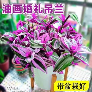 Oil Painting Wedding Hydroponic Plants Purple Orchid Potted Flower Plants Indoor Flower Water Culture Hanging Orchid Succulent Easy to Maintain in All Seasons