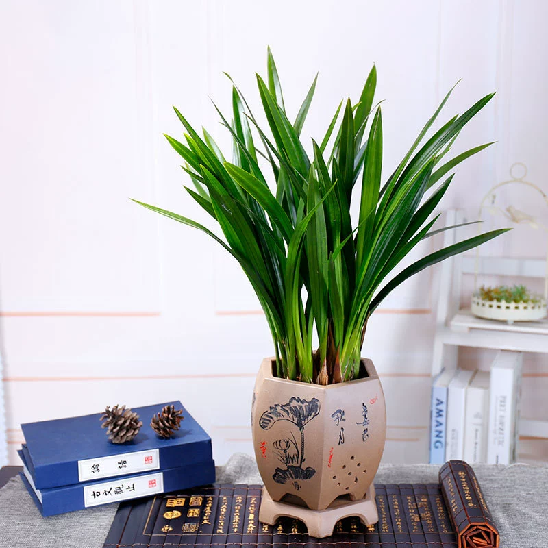 Moran Enterprise Черная Орхидея Комнатные растения Цветы в горшке Гостиная Декоративные бонсай Лучжоу-аромат Рассада орхидеи