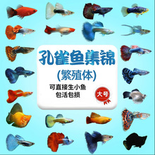 ��ȸ�~��β�Pβ�~�Ꭷ���N�ˮС�ͺ��B���^�p�~̥�������~���B