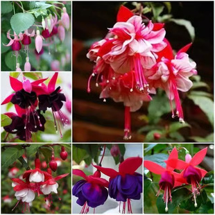 Hanging Lantern Flower Seeds Climbing Vine Hanging Flowers for All Seasons Planting Flower Seeds