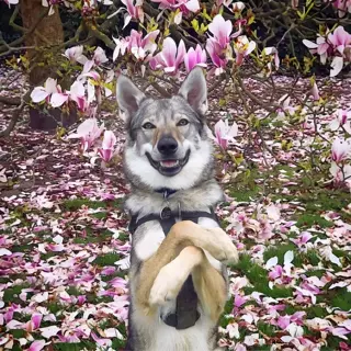 批发定制大型捷克狼护卫犬防爆犬狩猎犬纯种狗狗幼崽活体活物宠物