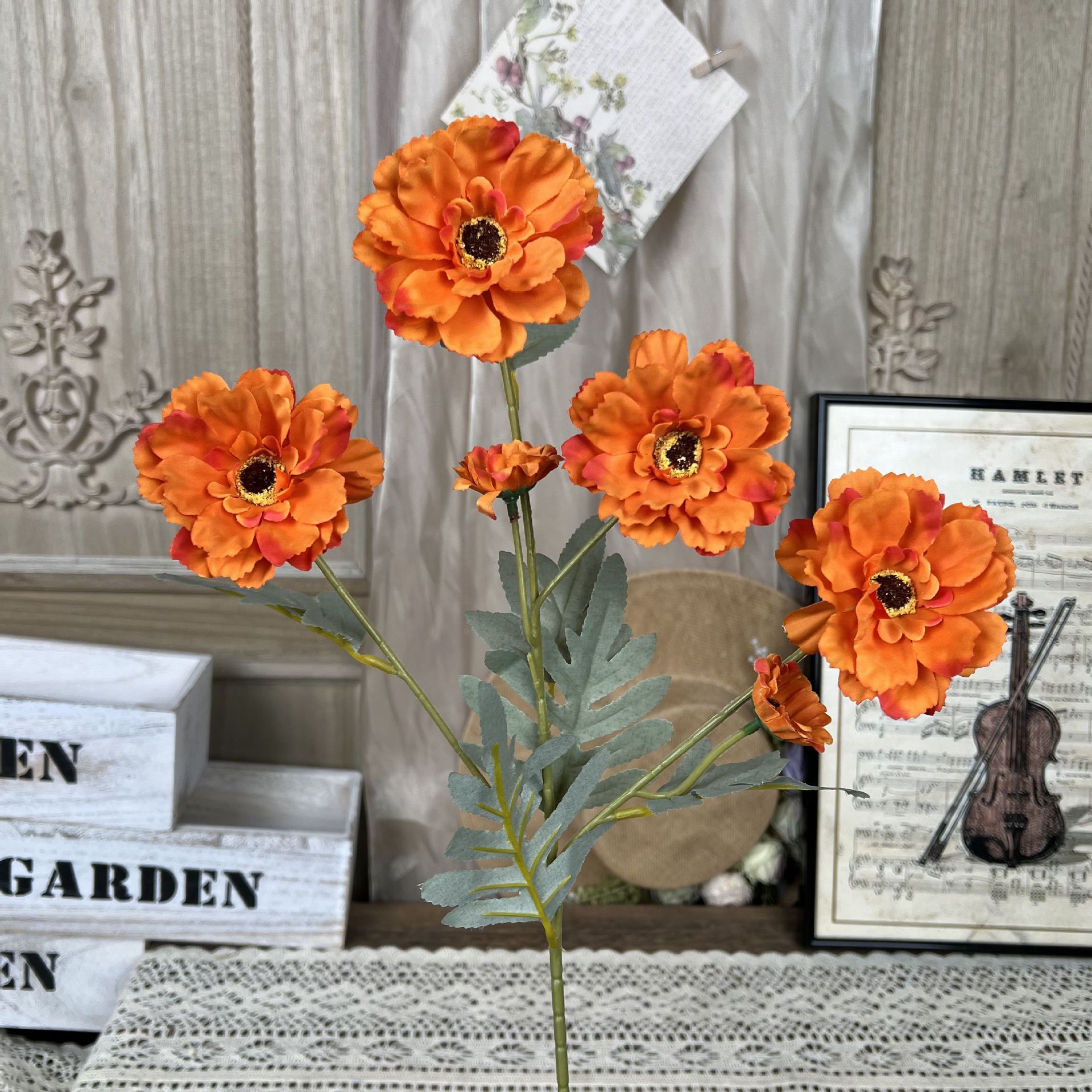 XQ-6 머리 백일초-오렌지