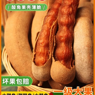 �������خa���rҰ��������ЋD��ʳ��������𶹽��ᗗ���_����