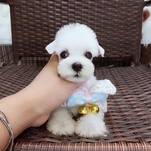 ���Nѩ�{����Ȯ�������w���ﹷ���ڽ��}ɫС��ѩ�{�����pȮ�豭Ȯ