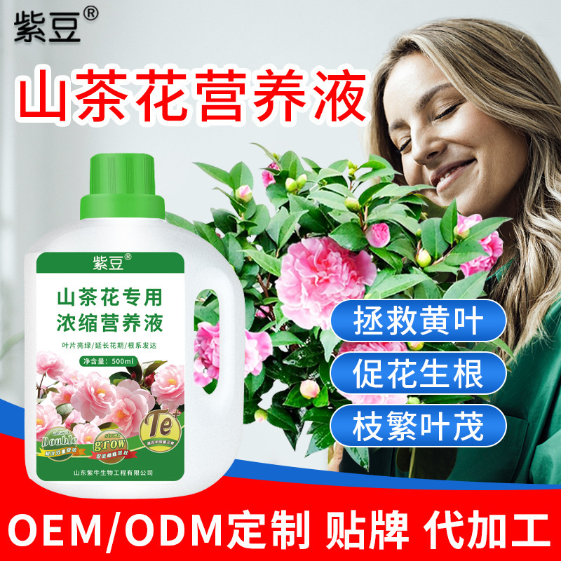 Purple bean camellia special concentrated nutrient solution factory foliar soluble fertilizer organic fertilizer flower fertilizer camellia flower promotion Purple bean camellia special concentrated nutrient solution factory foliar soluble fertilizer organic fertilizer flower fertilizer camellia flower promotion