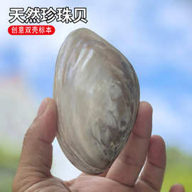 天然海螺贝壳10-13厘米双面珍珠贝蚌壳地中海家居收藏摆件海洋