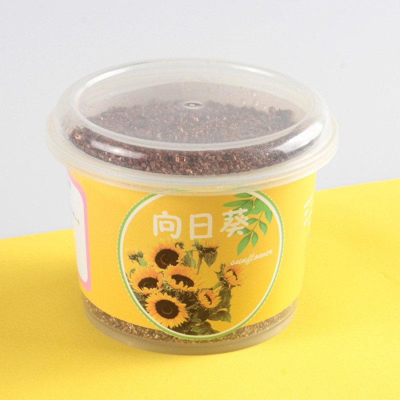 Girasol