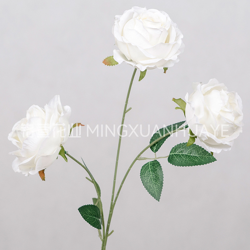 화이트 - 3두 첩자 장미 01#