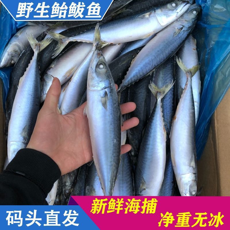 青占鱼鲐鱼鲐鲅鱼整条新鲜冷冻野生青花鱼深海海鱼海鲜水产批发