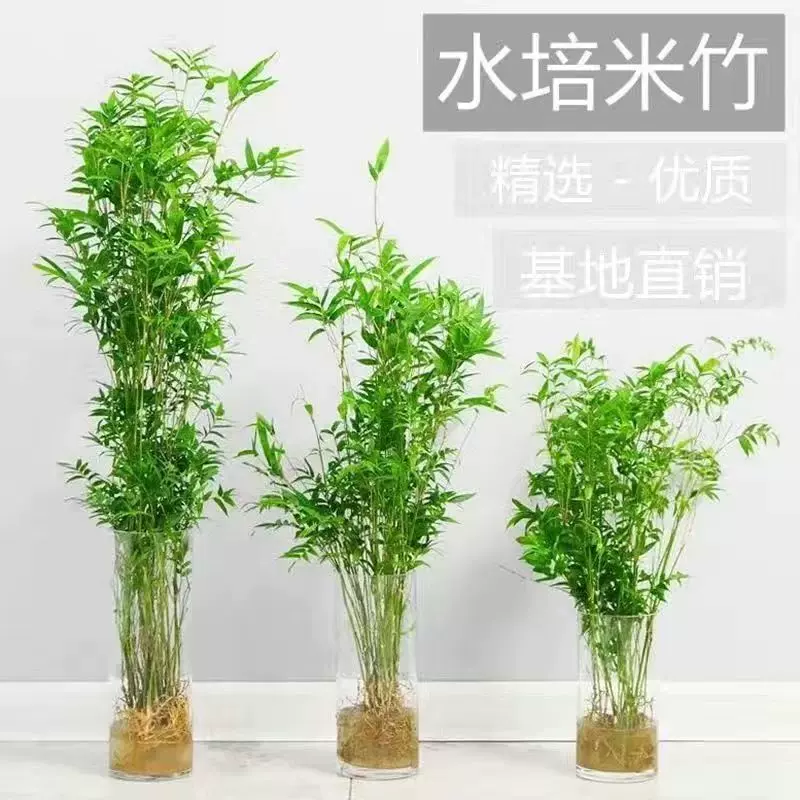 米竹水培植物懒人水培植物办公室摆放花卉盆栽直发四季常青