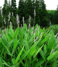 基地提供 再力花 萧山 苗圃直销  再力花 各种 水生植物 绿化批发