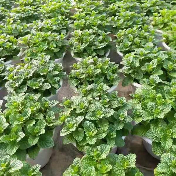 Lemon mint potted edible rosemary mint leaf seedlings drive mosquito…