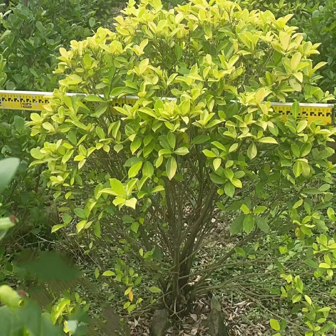 2304 база очищается для обработки золотого фикуса 80-120 см