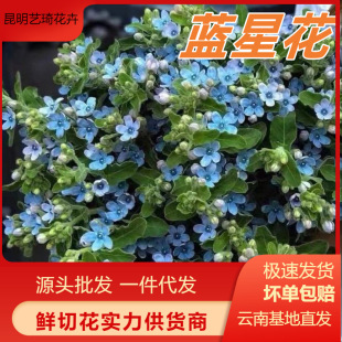 Blue Star Flower Yunnan Base Fresh Flower Wholesale Bouquets for Wedding and Home Use, Available for One-Piece Delivery, Fresh Cut