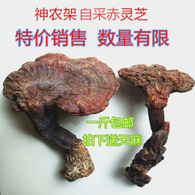 500˰]`֥ݾrҰСϳƬĥ